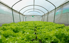 2010-09-20-invernaderos_mediodia_med