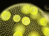 2011-02-07-biobayex_med