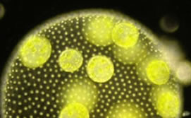 2011-02-07-biobayex_med