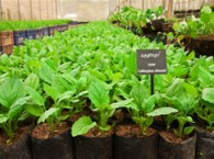 2011-04-13-bionutrientes_med