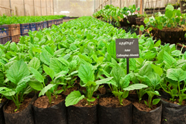 2011-04-13-bionutrientes_med