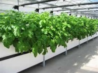 2011-05-10-patatas_med