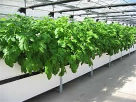 2011-05-10-patatas_med